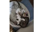 Adopt pinky a Domestic Mediumhair / Mixed (medium coat) cat in Hinckley