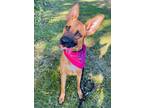 Adopt Erica a Tan/Yellow/Fawn Belgian Malinois / Mixed dog in Binghamton
