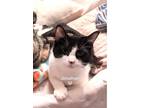 Adopt Johnathan a Domestic Short Hair