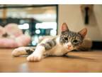 Adopt Griffin a Domestic Short Hair, Tabby