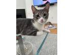 Adopt Griffin a Domestic Short Hair, Tabby