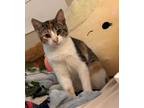 Adopt Sansa a Domestic Shorthair / Mixed (short coat) cat in Hoover