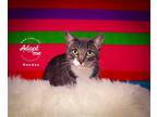 Adopt Hanbao a Domestic Shorthair / Mixed cat in Salt Lake City, UT (38562490)