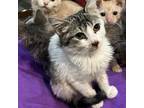Adopt Kanga a Domestic Shorthair / Mixed cat in Spring Hill, KS (38585574)