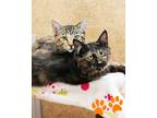 Adopt Sunbear a Domestic Mediumhair / Mixed cat in Novato, CA (38425422)