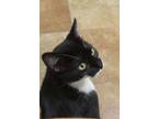 Adopt Mya a Domestic Shorthair (short coat) cat in South Bend, IN (38570242)