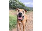 Adopt Red a Brown/Chocolate Pit Bull Terrier / Mixed dog in Ramona