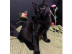 Adopt Cub a All Black Domestic Mediumhair / Mixed (medium coat) cat in