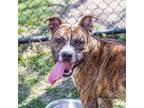 Adopt Ernie a American Pit Bull Terrier / Mixed dog in Des Moines, IA (38489746)