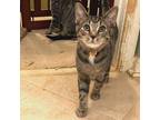 Adopt Roma's Kitten: Tigerella a Gray or Blue Domestic Shorthair / Mixed cat in