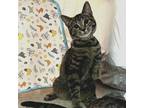Adopt Roma's Kitten: Moneymaker a Gray or Blue Domestic Shorthair / Mixed cat in