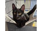 Adopt Lane a Domestic Short Hair