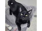 Adopt Phish a Domestic Short Hair