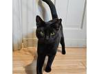 Adopt Mateo a Domestic Short Hair