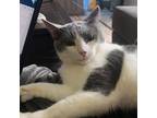 Adopt August - Foster a Gray or Blue Domestic Shorthair / Mixed cat in Walker