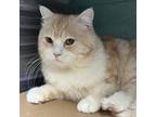 Adopt Skip a Domestic Short Hair, British Shorthair