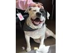 Adopt Bronco a White American Pit Bull Terrier / Mixed dog in Fishers