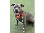 Adopt Cubby a Gray/Blue/Silver/Salt & Pepper American Pit Bull Terrier / Mixed