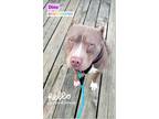 Adopt Dino a American Staffordshire Terrier