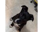 Adopt Gordon a Pit Bull Terrier