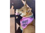 Adopt Chloe a Tan/Yellow/Fawn Shepherd (Unknown Type) / Husky / Mixed dog in