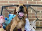 Adopt Regina a Hound (Unknown Type) / Mixed dog in Raleigh, NC (38394554)