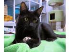 Adopt Kandi a All Black Domestic Shorthair / Mixed (short coat) cat in Seal