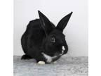 Adopt Conrad a Multi Dutch / Mixed (medium coat) rabbit in Great Neck