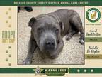 Adopt Sparkles a Mixed Breed (Medium) / Mixed dog in Melbourne, FL (38379047)