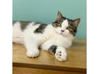 Adopt Brigid a Domestic Shorthair / Mixed (medium coat) cat in Shoreline