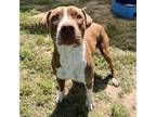 Adopt Snoop Dawg a Pit Bull Terrier