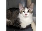 Adopt Tammy a Domestic Longhair / Mixed (short coat) cat in Warren
