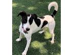 Adopt Spot a White - with Black Border Collie / Border Terrier dog in Papillion