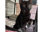 Adopt Bermuda a All Black Domestic Shorthair / Mixed cat in Columbus