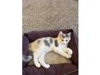 Adopt Sansa a Domestic Mediumhair cat in Calimesa, CA (38535936)