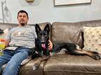 Adopt Dallas Texas a Black German Shepherd Dog dog in Provo, UT (38363195)