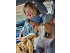 Adopt Thad is all Thad! Part 2 photos a Cattle Dog
