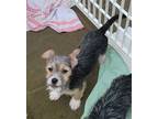 Adopt Archie a Yorkshire Terrier, Cairn Terrier