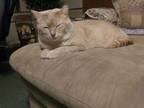 Adopt Sweetie Boy a American Shorthair