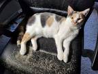 Adopt Maddi a Orange or Red (Mostly) Domestic Shorthair / Mixed (short coat) cat