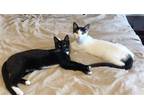 Adopt MILO & BANDIT a Domestic Shorthair / Mixed cat in Orlando, FL (38384336)
