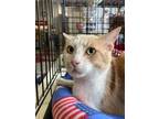 Adopt Stanly a Cream or Ivory (Mostly) Domestic Shorthair / Mixed (short coat)