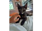 Adopt Coco (bonded to sister Raven) a Tortoiseshell Domestic Shorthair / Mixed