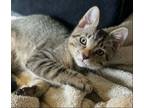 Adopt Parker a Brown Tabby Domestic Shorthair / Mixed (short coat) cat in