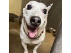 Adopt Tater a Jack Russell Terrier
