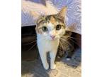 Adopt Maxine a Calico / Mixed (short coat) cat in Knoxville, TN (38352624)