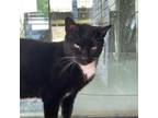 Adopt Stitches a Domestic Short Hair