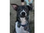 Adopt Cillian Murphy a Mixed Breed