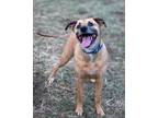 Adopt Bodhi a Mixed Breed