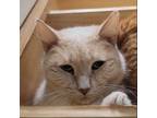 Adopt Buff Linnear a Domestic Short Hair